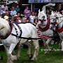 Boulonnais_+_Percheron G2 4a 1 (3)